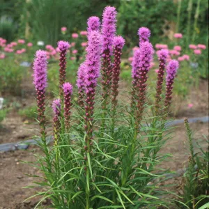 liatris kobold potted